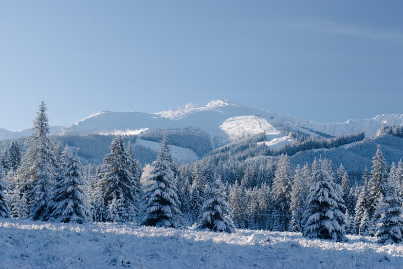 Snowy trees below ski resort of Jasna in Slovenia